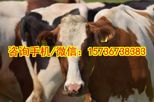 河南商丘代妈代怀劳务市场